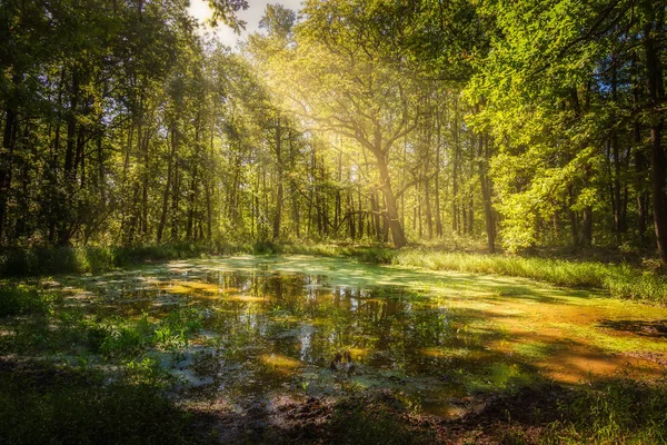 Se baigner dans la forêt par une journée ensoleillée — Photo