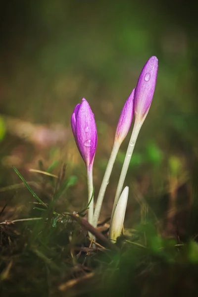 Nice dewy flower in the autumn (Colchicum autumnale) — Stock Image Nice dewy flower in the autumn (Colchicum autumnale) Stock Picture