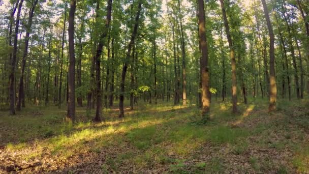 Orman Ayrıntı Gürgen Meşe Ağaçları Ile — Stok video