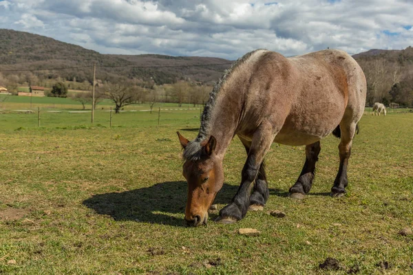 Типичная испанская лошадь на лугу — стоковое фото