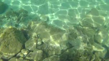 Bir İspanyolca kıyı balık sürüsü ile sualtı hayatı