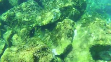 Bir İspanyolca kıyı balık sürüsü ile sualtı hayatı