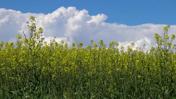 春天美丽的菜籽油田野 — 图库视频影像