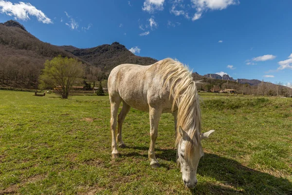 Typowy hiszpański koń w starożytnej miejscowości den Hostales gruntów rolnych Bas w Katalonii w Hiszpanii — Zdjęcie stockowe