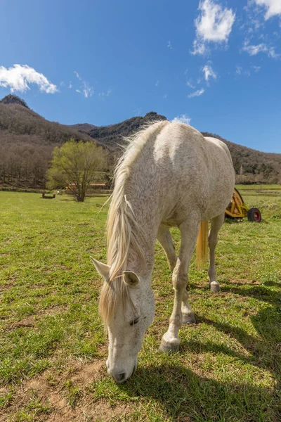 Caballo típico español en una granja antigua aldea Hostales den Bas en Cataluña de España — Foto de Stock