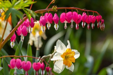 bahçede çiçek kalp şeklinde