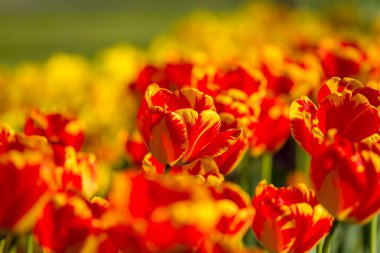 Bahar şeritli renk laleler