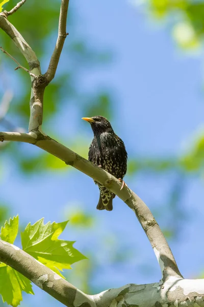 Beautiful starling on the branch in springtime — Stock Photo, Image