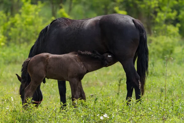 Família de cavalo agradável no pasto — Fotografia de Stock