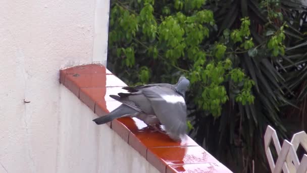 Famille Des Pigeons Des Bois — Video