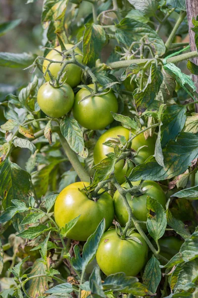 Tomates verdes crudos en el jardín — Foto de Stock