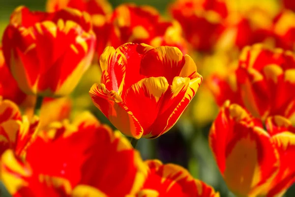 Striped color tulips in springtime — Stock Photo, Image