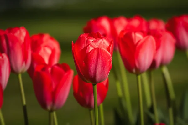 Beautiful red tulips in the garden at springtime — Stock Photo, Image