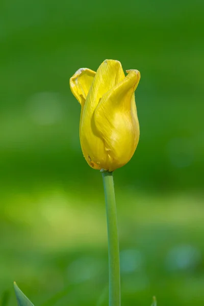 春の庭の美しい黄色チューリップ — ストック写真