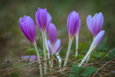 Çayırda Colchicum güzel sonbahar çiçekler