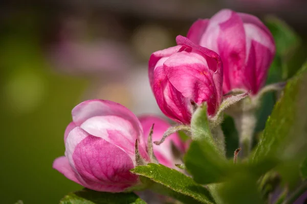 Närbild på apple tree blommor — Stockfoto