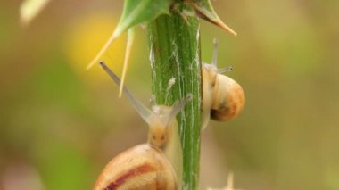 Küçük salyangoz (zaman atlamalı bitkinin kök üzerinde)