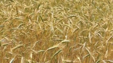 Olgun tahıl alan yaz ışık