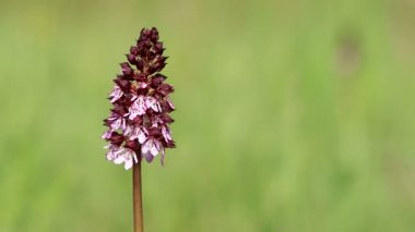 Bayan orkide çiçek Bahar (Orchis purpurea alanında)