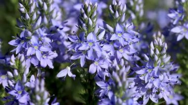 Güzel mavi kır çiçekleri (Polygala amara)