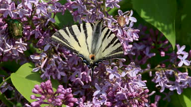 Ortak leylak bush çiçeklerden nektar emme böcekler