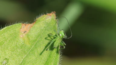yaprak üzerinde yeşil çizgili çekirge