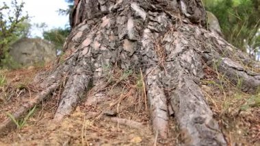 Eski çam gövde (Pinus sylvestris) düşük açısı Shot
