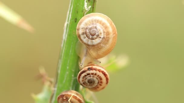 Small Snails Stem Plant Time Lapse — Stock Video