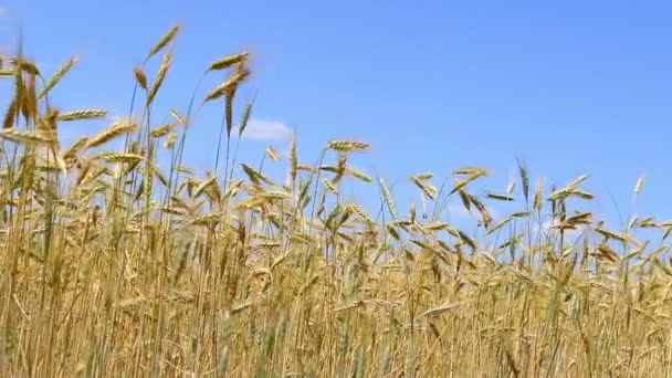 夏の光に成熟した穀物のフィールド — ストック動画