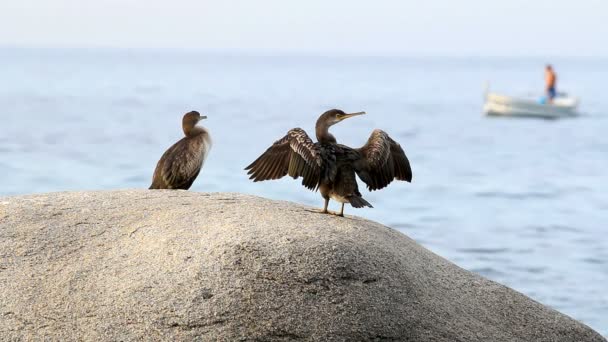 Escena Costa Brava Con Cormoranes España Costa Brava — Vídeos de Stock