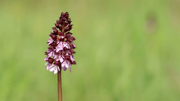 Lady Orchid flower on the field in springtime (Orchis purpurea) — Stock Footage Lady Orchid Flower Field Springtime Orchis Purpurea Stock Footage