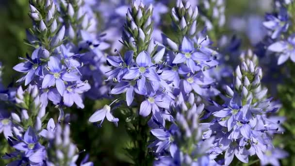 Beautiful Blue Wild Flowers Polygala Amara — Stock Video