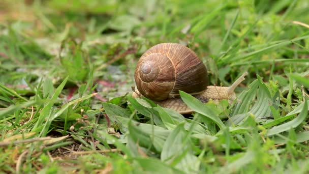 田野上的勃艮第蜗牛 — 图库视频影像