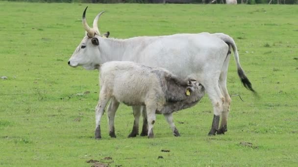 Família Vacas Cinzentas Húngaras Raça Antiga Típica — Vídeo de Stock