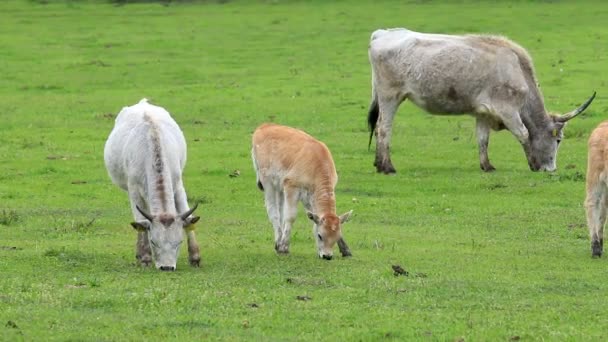 Familia Típica Vacas Grises Húngaras Raza Antigua — Vídeos de Stock