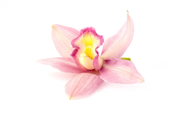 Hermosa orquídea rosa sobre fondo blanco — Foto de Stock