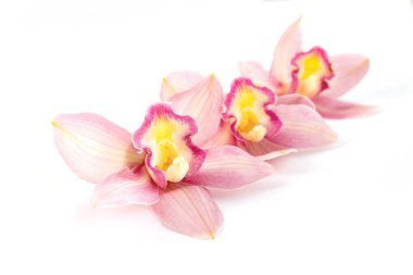 Beyaz arkaplanda güzel pembe orkide
