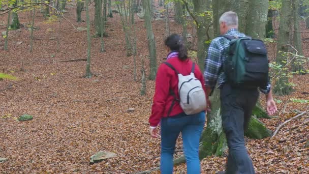 Middelbaar Stel Het Herfstbos Maak Een Wandeling — Stockvideo