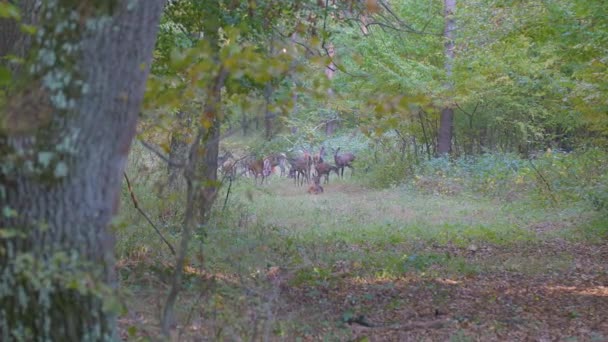 Grupa Red Deer Drodze Las Dębowy Czasie Jesieni Węgrzech — Wideo stockowe