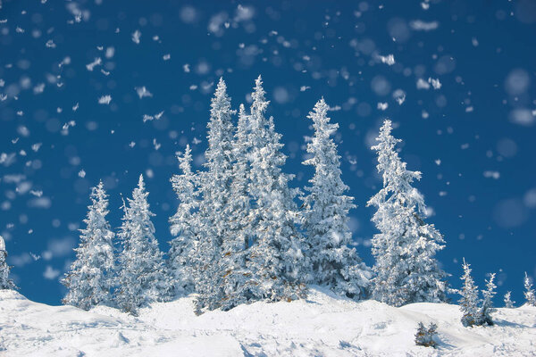 Magic, cold winter day with snowy pine tree