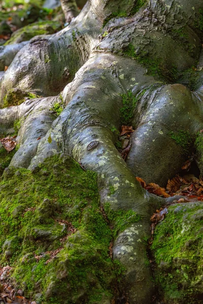 Silny korzeń dużego bukowego drzewa w lesie — Zdjęcie stockowe