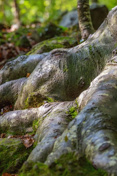 Fuerte raíz de gran haya en el bosque — Foto de Stock