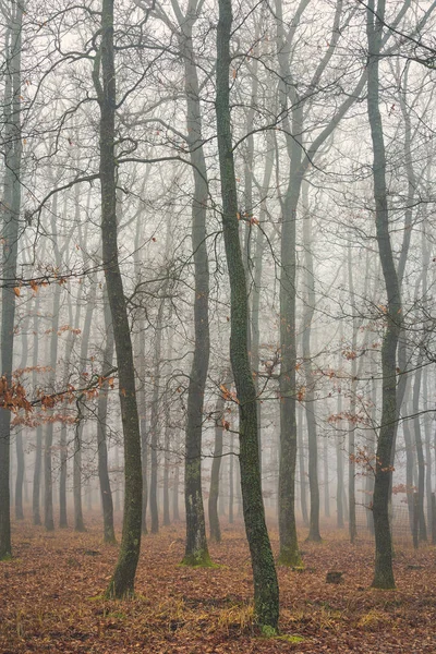 Φθινοπωρινή ομιχλώδης μέρα σε δάσος βελανιδιάς από την Ουγγαρία — Φωτογραφία Αρχείου