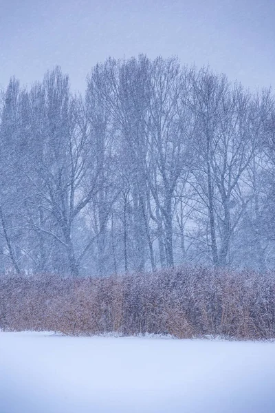Silný zimní sníh v chladném dni — Stock fotografie