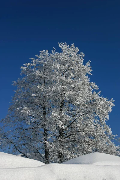Magische, koude winterdag met besneeuwde boom — Stockfoto