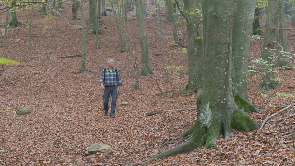 Uomo Mezza Età Nella Foresta Autunnale Fare Una Passeggiata — Video Stock