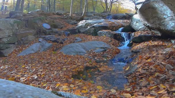 Small River Beech Forest Autumn Time Many Beech Leaves Slow — Stock Video