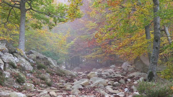 Belle forêt de hêtres d'automne