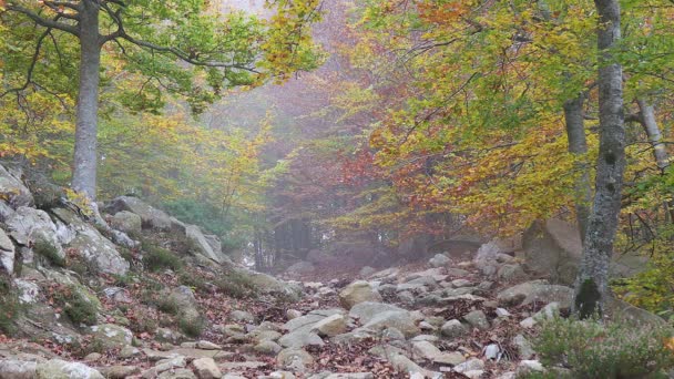 Schöner Herbstlicher Buchenwald — Stockvideo