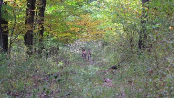 ハンガリーのオークの森の道にある赤い鹿のグループ — ストック動画